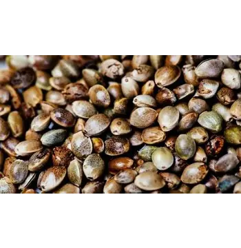 Fresh Hemp Seeds